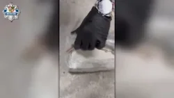 Ponad 42 kg kokainy ukryte w betonowych donicach – wspólna akcja funkcjonariuszy z KMP we Wrocławiu