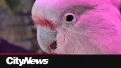 Parrot surrenders may be reaching "crisis" point Parrot surrenders may be reaching "crisis" point