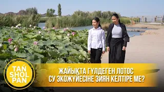 Жайықта гүлдеген лотос су экожүйесіне зиян келтіре ме?