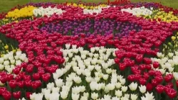 Гулҳои Душанбе #5 / nature of tajikistan Гулҳои Душанбе #5 / nature of tajikistan