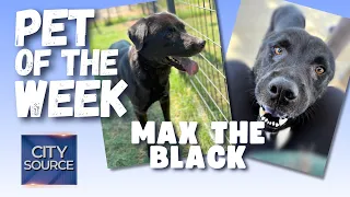 🐶Pet of the Week - Max the Black