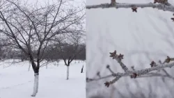 Что может означать ожидаемый снегопад для черешни в округе Дор? Что может означать ожидаемый снегопад для черешни в округе Дор?