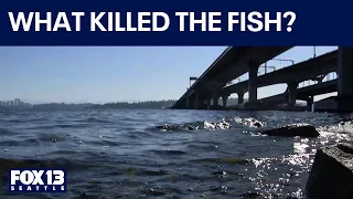 Environmental concerns over I-90 floating bridge
