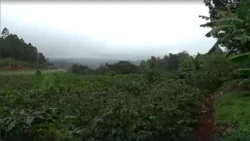 Kenya: Are agricultural losses a source of mental health issues for farmers?