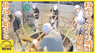 北海道清里町　特産ジャガイモ「コナヒメ」を使った焼酎の仕込み始まる