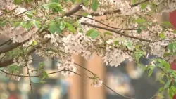 Going outside? 'Pollen season is absolutely here'