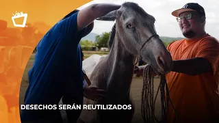 Horse-Drawn Cart Owners Face C$500 Fine for Not Using Manure Bags