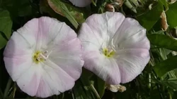 Field bindweed