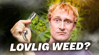 Jeg købte LOVLIG hash og besøgte en hemmelig hampmark