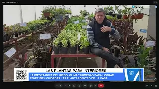 HOY HABLAMOS DE PLANTAS DE INTERIOR