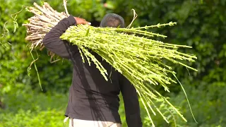 Agro Facts - Harvesting Reed Stalks