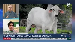 TAB G4 offers 50 Tabapuã bulls on Canal do Boi