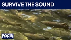 Survive the sound returns as fall salmon migration begins | FOX 13 Seattle