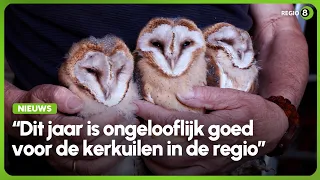 Populatie kerkuilen in de Achterhoek gestegen