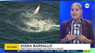 Ministry of Environment warns that fewer whales are arriving in Panama.
