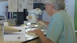 Nova espécie de aranha com apenas três milímetros descoberta em Espanha