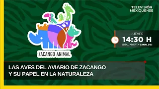 The Birds of the Zacango Aviary and Their Role in Nature | Zacango Animal | 07/23/2026