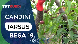Çandinî - Beşa 19. (Tarsus)