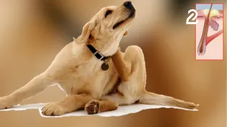 ¿Tu perro se rasca demasiado? Descubre si es pioderma