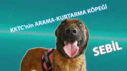 KKTC'nin arama kurtarma köpeği 'Sebil'