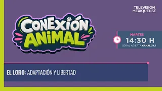 The Parrot: Adaptation and Freedom | Animal Connection | 09/22/2026