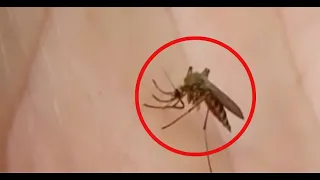 Health alert in Costa Rica due to chikungunya outbreak and 15 local cases