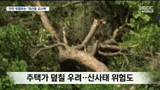 R] Risk of collapsing on roads and railways... 'Pine wilt-killed trees' threatening public safety