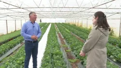 NOVA - POLJOPRIVREDA I STOČARSTVO NA UDARU ZBOG POSKUPLJENJA GORIVA, Anđela Šestović (18.03.2026.)