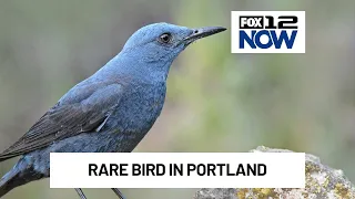 Rare blue rock thrush spotted in Portland area