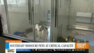 Southeast Missouri Pets at critical capacity