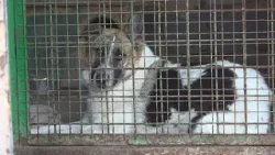 Senický útulok prežíva pokojnejšie zimné obdobie