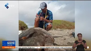 Associação Ponta de Pom reports slaughtering and poaching of sea turtles at Lazareto Beach and ca...