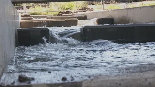 Fischwanderung – Dritte Fischtreppe am Burgauer Wehr fertig