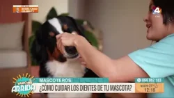 Vamo Arriba - ¿Cómo cuidar los dientes de tu mascota?