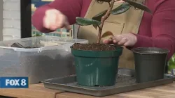 New Day Cleveland: Cleveland Plant Doctor