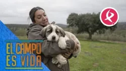 Rabón y Perdigona, los dos nuevos mastines de Chabeli | El campo es vida