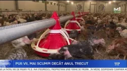 Fermele de păsări au dat startul sezonului: puii s-au scumpit cu 5 lei