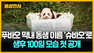 푸바오 막내 동생 이름 '슈바오'로...생후 100일 모습 첫 공개[세상만사] #슈바오 #아기판다 #에버랜드