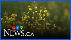 Canada-China tariff deal | Canola growers association says the 'impact is substantial'