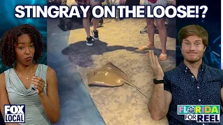Stingray escapes touch tank in Florida | Florida For Reel