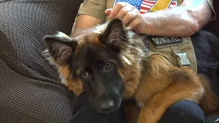 Service dog in Connecticut changes Vietnam War veteran's life for the better