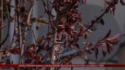 Ringlovi se vratili u Ulicu Branka Radičevića u Osijeku - posađeno 70 novih stabala