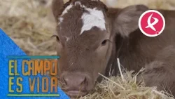Un choto de gran tamaño causó complicaciones en el parto | El campo es vida