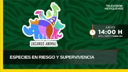 Especies en riesgo y supervivencia | Zacango Animal | 09-04-2026