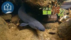 【大自然逐樣解4 - 大自然5分鐘】第7集《下游魚》