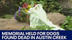 Nearly a dozen dogs found dead in Austin creek | FOX 7 Austin