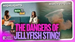 First Aid Things You Need To Know About Jellyfish Stings!