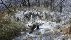 Cámaras captan imágenes de madre panda salvaje y su cría