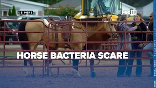 Brown County Fair says no exposure to 'strangles' among its horses, cases reported nearby