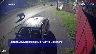 Bear wanders into residential area